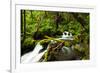 Beautiful stream in the lush Tongass National Forest, Alaska-Mark A Johnson-Framed Photographic Print