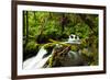 Beautiful stream in the lush Tongass National Forest, Alaska-Mark A Johnson-Framed Photographic Print