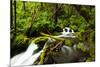 Beautiful stream in the lush Tongass National Forest, Alaska-Mark A Johnson-Mounted Photographic Print