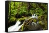 Beautiful stream in the lush Tongass National Forest, Alaska-Mark A Johnson-Framed Stretched Canvas