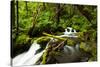 Beautiful stream in the lush Tongass National Forest, Alaska-Mark A Johnson-Stretched Canvas