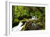 Beautiful stream in the lush Tongass National Forest, Alaska-Mark A Johnson-Framed Photographic Print