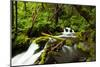 Beautiful stream in the lush Tongass National Forest, Alaska-Mark A Johnson-Mounted Photographic Print