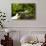 Beautiful stream in the lush Tongass National Forest, Alaska-Mark A Johnson-Photographic Print displayed on a wall