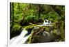 Beautiful stream in the lush Tongass National Forest, Alaska-Mark A Johnson-Framed Photographic Print