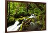 Beautiful stream in the lush Tongass National Forest, Alaska-Mark A Johnson-Framed Photographic Print