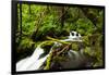 Beautiful stream in the lush Tongass National Forest, Alaska-Mark A Johnson-Framed Photographic Print