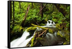 Beautiful stream in the lush Tongass National Forest, Alaska-Mark A Johnson-Framed Stretched Canvas