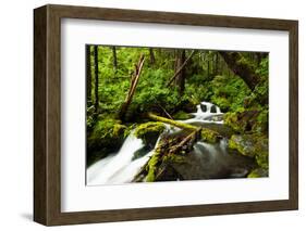 Beautiful stream in the lush Tongass National Forest, Alaska-Mark A Johnson-Framed Photographic Print