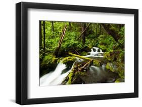 Beautiful stream in the lush Tongass National Forest, Alaska-Mark A Johnson-Framed Photographic Print