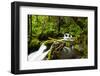 Beautiful stream in the lush Tongass National Forest, Alaska-Mark A Johnson-Framed Photographic Print