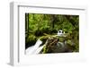 Beautiful stream in the lush Tongass National Forest, Alaska-Mark A Johnson-Framed Photographic Print