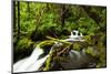 Beautiful stream in the lush Tongass National Forest, Alaska-Mark A Johnson-Mounted Photographic Print