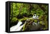 Beautiful stream in the lush Tongass National Forest, Alaska-Mark A Johnson-Framed Stretched Canvas