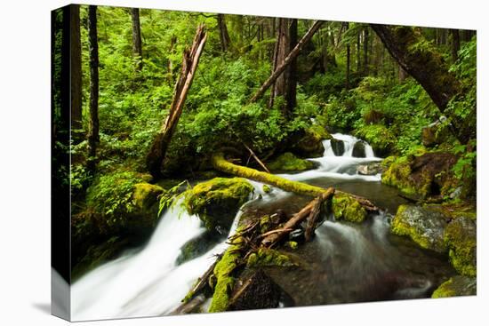 Beautiful stream in the lush Tongass National Forest, Alaska-Mark A Johnson-Stretched Canvas