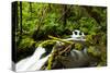 Beautiful stream in the lush Tongass National Forest, Alaska-Mark A Johnson-Stretched Canvas