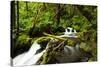 Beautiful stream in the lush Tongass National Forest, Alaska-Mark A Johnson-Stretched Canvas