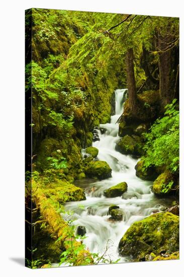 Beautiful stream in the lush Tongass National Forest, Alaska-Mark A Johnson-Stretched Canvas