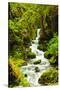 Beautiful stream in the lush Tongass National Forest, Alaska-Mark A Johnson-Stretched Canvas