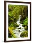 Beautiful stream in the lush Tongass National Forest, Alaska-Mark A Johnson-Framed Photographic Print