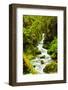 Beautiful stream in the lush Tongass National Forest, Alaska-Mark A Johnson-Framed Photographic Print