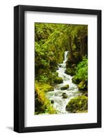 Beautiful stream in the lush Tongass National Forest, Alaska-Mark A Johnson-Framed Photographic Print