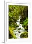 Beautiful stream in the lush Tongass National Forest, Alaska-Mark A Johnson-Framed Photographic Print