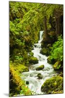 Beautiful stream in the lush Tongass National Forest, Alaska-Mark A Johnson-Mounted Photographic Print