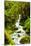 Beautiful stream in the lush Tongass National Forest, Alaska-Mark A Johnson-Mounted Photographic Print