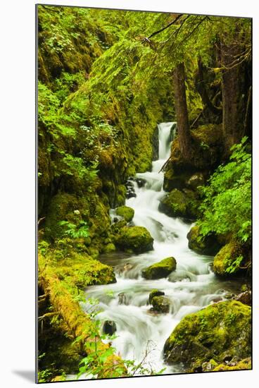 Beautiful stream in the lush Tongass National Forest, Alaska-Mark A Johnson-Mounted Photographic Print