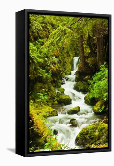 Beautiful stream in the lush Tongass National Forest, Alaska-Mark A Johnson-Framed Stretched Canvas