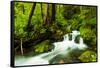 Beautiful stream in the lush Tongass National Forest, Alaska-Mark A Johnson-Framed Stretched Canvas