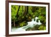 Beautiful stream in the lush Tongass National Forest, Alaska-Mark A Johnson-Framed Photographic Print