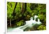 Beautiful stream in the lush Tongass National Forest, Alaska-Mark A Johnson-Framed Photographic Print