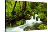 Beautiful stream in the lush Tongass National Forest, Alaska-Mark A Johnson-Stretched Canvas