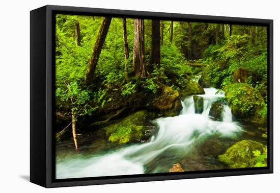 Beautiful stream in the lush Tongass National Forest, Alaska-Mark A Johnson-Framed Stretched Canvas