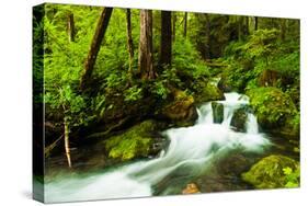 Beautiful stream in the lush Tongass National Forest, Alaska-Mark A Johnson-Stretched Canvas