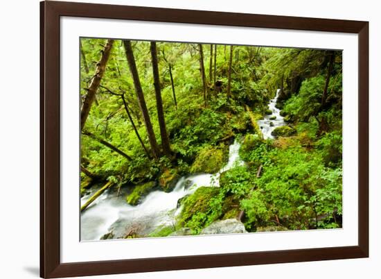 Beautiful stream in the lush Tongass National Forest, Alaska-Mark A Johnson-Framed Photographic Print