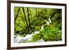 Beautiful stream in the lush Tongass National Forest, Alaska-Mark A Johnson-Framed Photographic Print