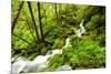 Beautiful stream in the lush Tongass National Forest, Alaska-Mark A Johnson-Mounted Photographic Print