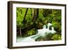 Beautiful stream in the lush Tongass National Forest, Alaska-Mark A Johnson-Framed Photographic Print