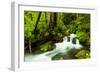 Beautiful stream in the lush Tongass National Forest, Alaska-Mark A Johnson-Framed Photographic Print