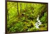 Beautiful stream in the lush Tongass National Forest, Alaska-Mark A Johnson-Framed Photographic Print