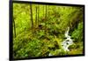 Beautiful stream in the lush Tongass National Forest, Alaska-Mark A Johnson-Framed Photographic Print