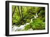 Beautiful stream in the lush Tongass National Forest, Alaska-Mark A Johnson-Framed Photographic Print