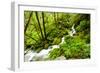 Beautiful stream in the lush Tongass National Forest, Alaska-Mark A Johnson-Framed Photographic Print