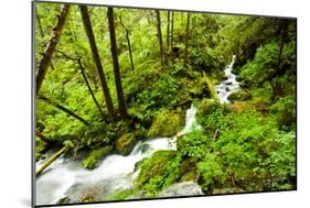 Beautiful stream in the lush Tongass National Forest, Alaska-Mark A Johnson-Mounted Photographic Print