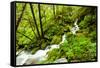 Beautiful stream in the lush Tongass National Forest, Alaska-Mark A Johnson-Framed Stretched Canvas