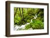 Beautiful stream in the lush Tongass National Forest, Alaska-Mark A Johnson-Framed Premium Photographic Print