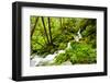 Beautiful stream in the lush Tongass National Forest, Alaska-Mark A Johnson-Framed Premium Photographic Print
